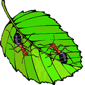 Free Ant Gifs - Animated Ants - Clipart