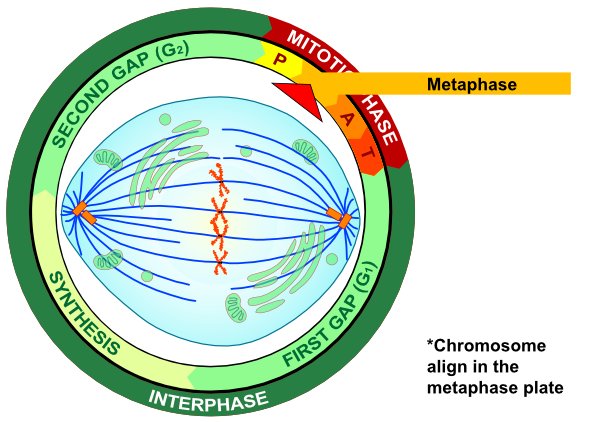 Metaphase Procariotic Mitosis clip art - vector clip art online ...