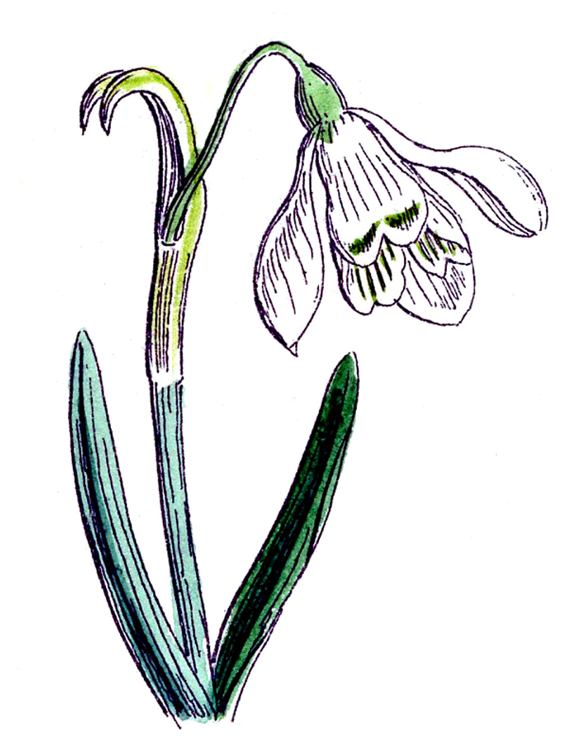 Clip Art of Spring Flowers - Botanicals - The Graphics Fairy