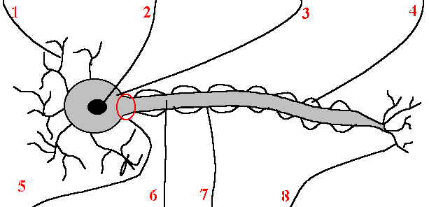 Neural Structure Quiz