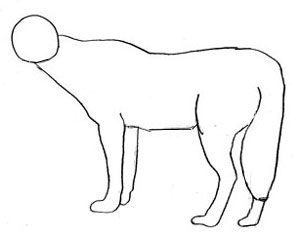 How to Draw a Wolf step by step | Realistic Wolf Drawing