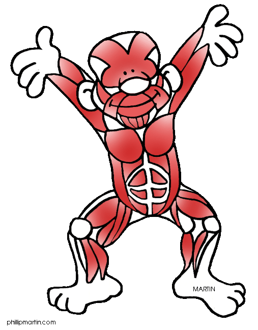 Circulatory System Clipart | Free Download Clip Art | Free Clip ...