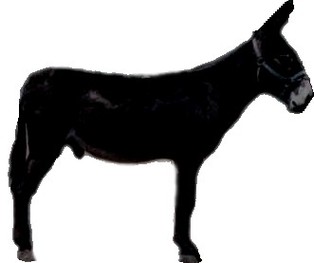 Donkey Heads Clipart - Free to use Clip Art Resource