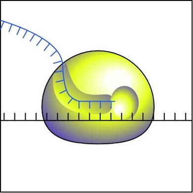 Diagram Of Ribosomes Clipart - Free to use Clip Art Resource