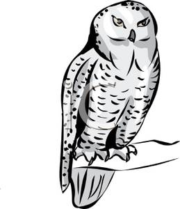 Snowy Owl Clipart