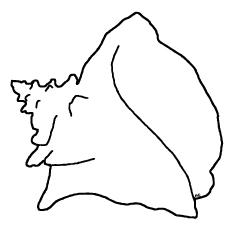 Top 25 Free Printable Shell Coloring Pages Online