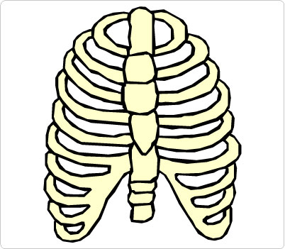 Rib cage Clip Art