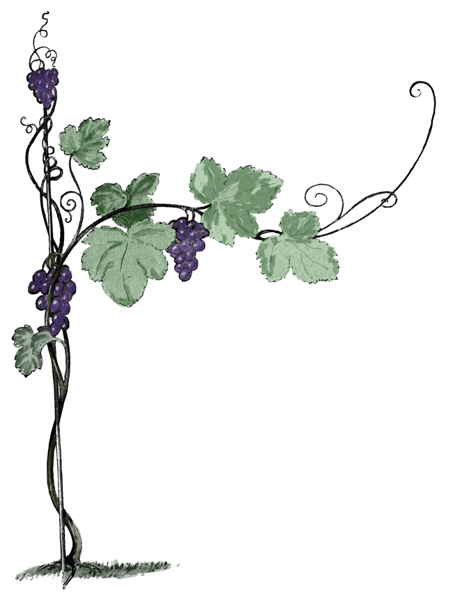 1000+ images about wine grape