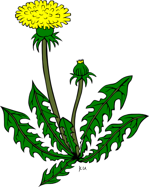 Dandelion Cartoon Clipart