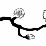 Japanese Cherry Blossom Coloring Pages Memes - GFT Coloring • #66920
