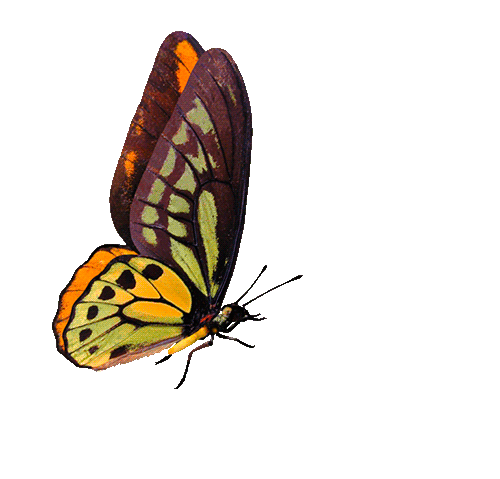 BeautifulButterfly Animated Gif Images at Best Animations