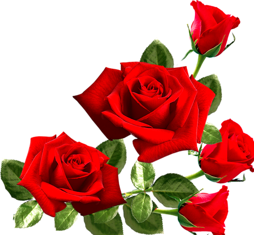 20.kirmizi gÃ¼l png,kÄ±rmÄ±zÄ± gÃ¼l png resimleri,red roses png,png ...