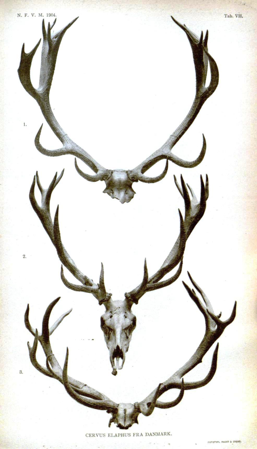 1000+ images about Horns & Antlers