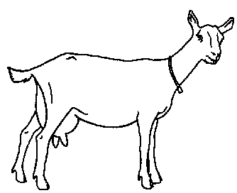 Milk goats