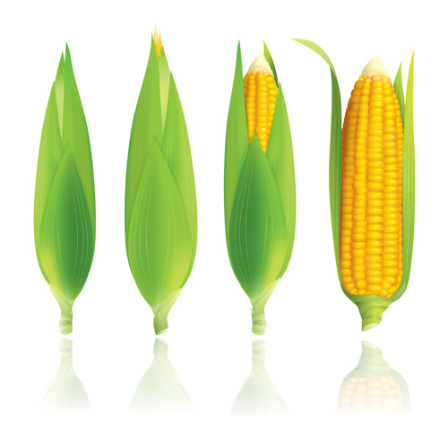 corn vector for free download