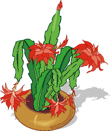 Cactus Flower Drawing
