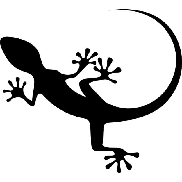 1000+ images about Salamandra | Starfish, Salamanders ...