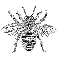 Bee Drawing | Bee Illustration ...