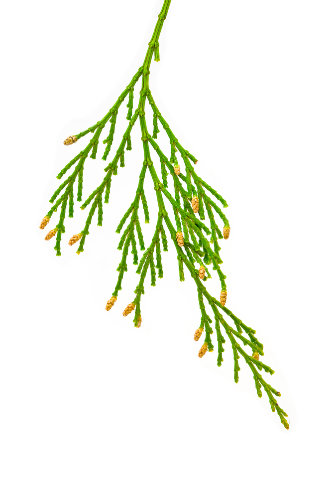 Cedarwood tree clipart