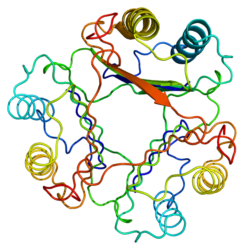 Macrophage migration inhibitory factor