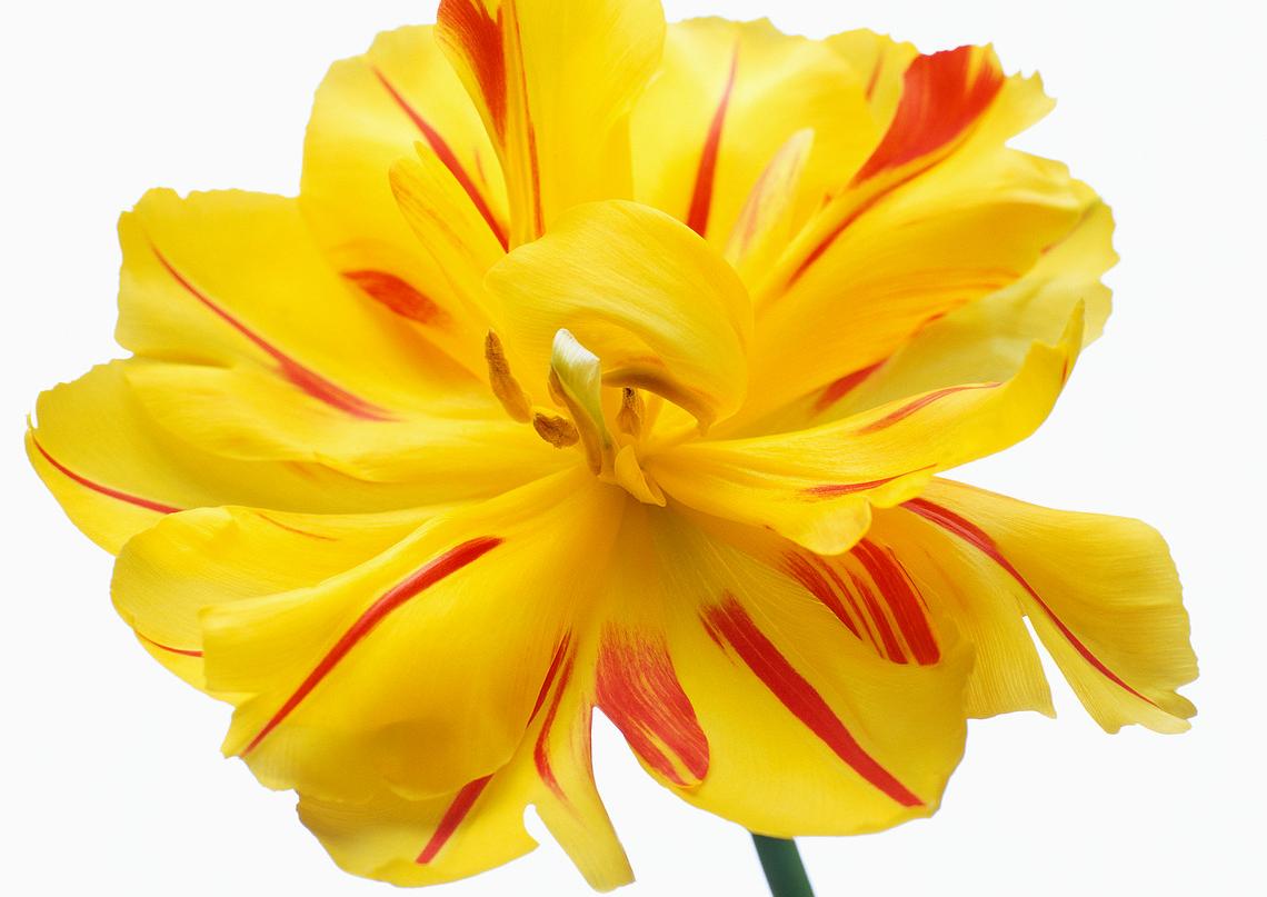 Flower_power.jpg