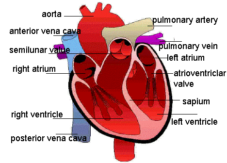 circulatory system diagram labeled