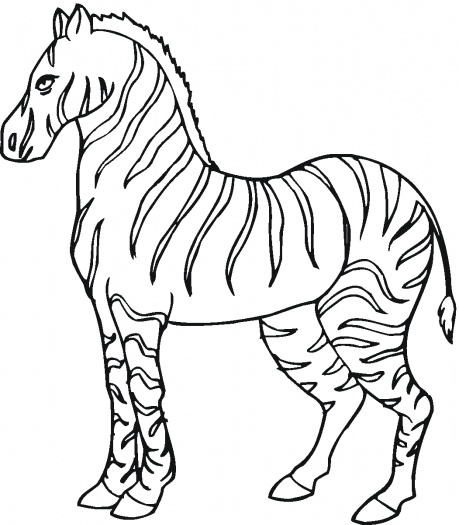 Zebras coloring pages | Super Coloring