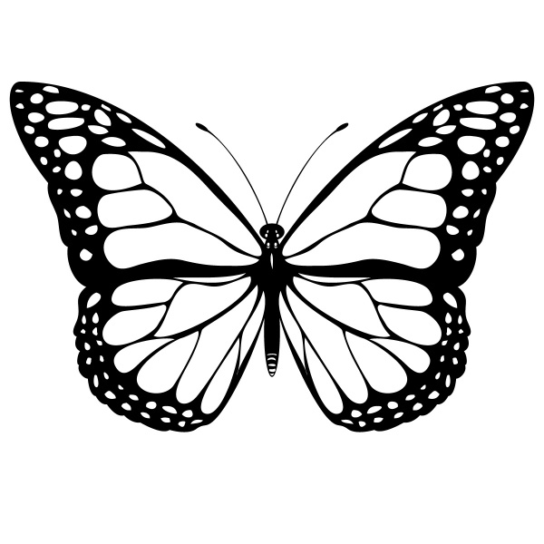 Butterfly Wing Outline