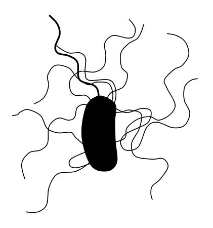 Bacteria