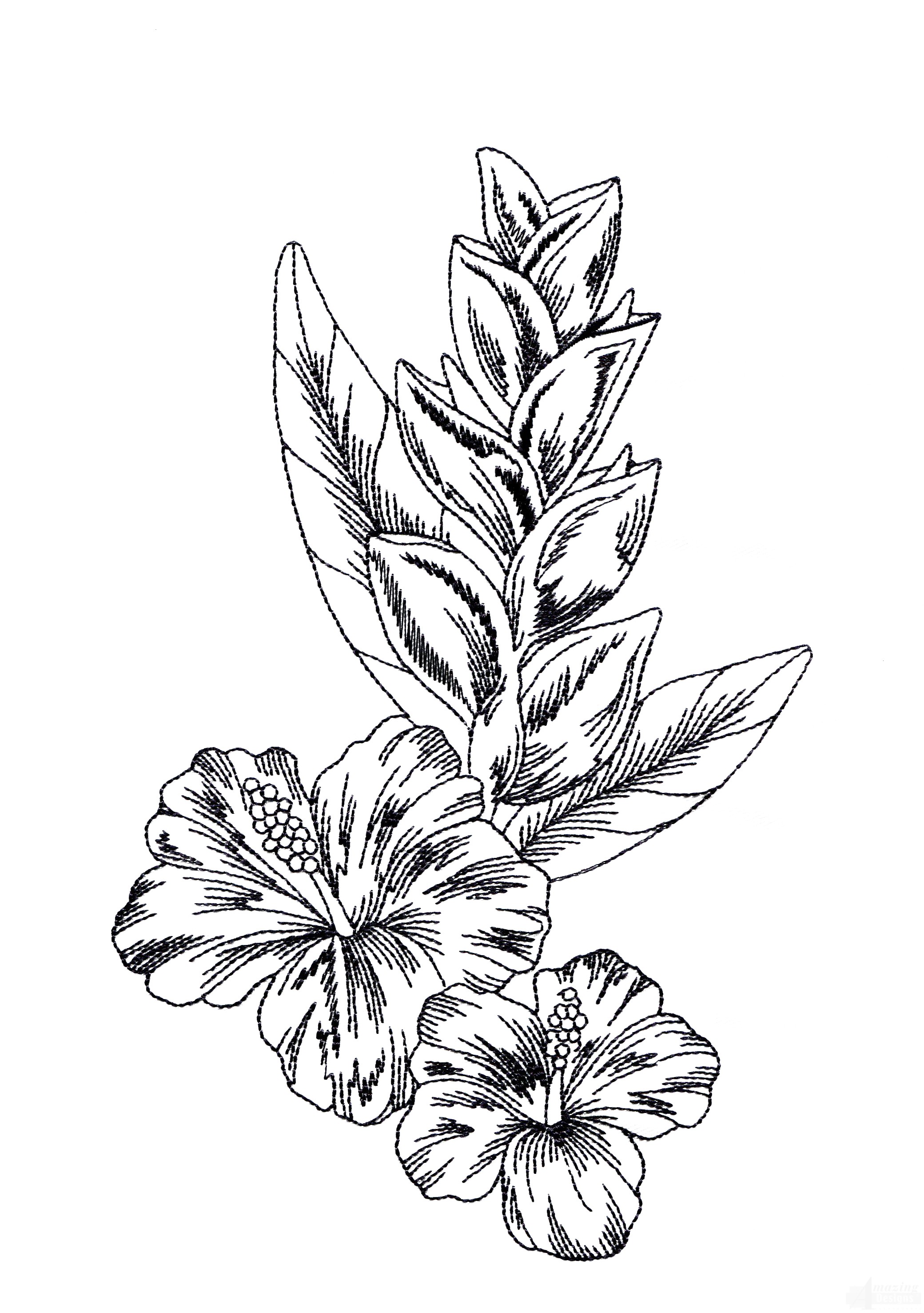 Tropical Flower Drawings
