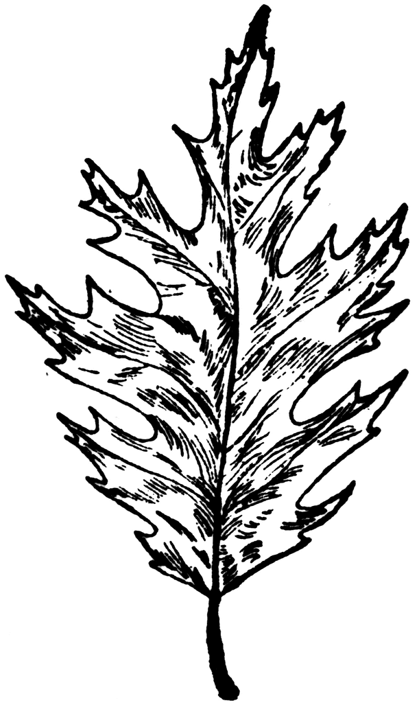 Free Oak Tree Clip Art