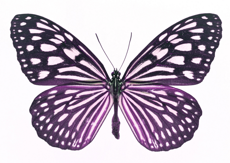Butterfly Wing Pattern | Jos Gandos Coloring Pages For Kids