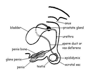 Male Reproductive System Diagram Labeled - ClipArt Best