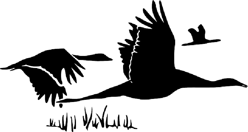 BLACK, OUTLINE, CANADA, DRAWING, SILHOUETTE, WHITE - Public Domain ...
