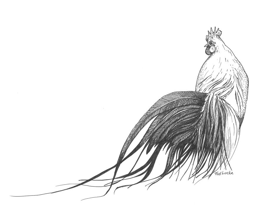 Silver Phoenix Rooster 2 Drawing by Tod Locke - Silver Phoenix ...