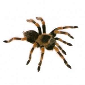 Tarantula Gifs - ClipArt Best