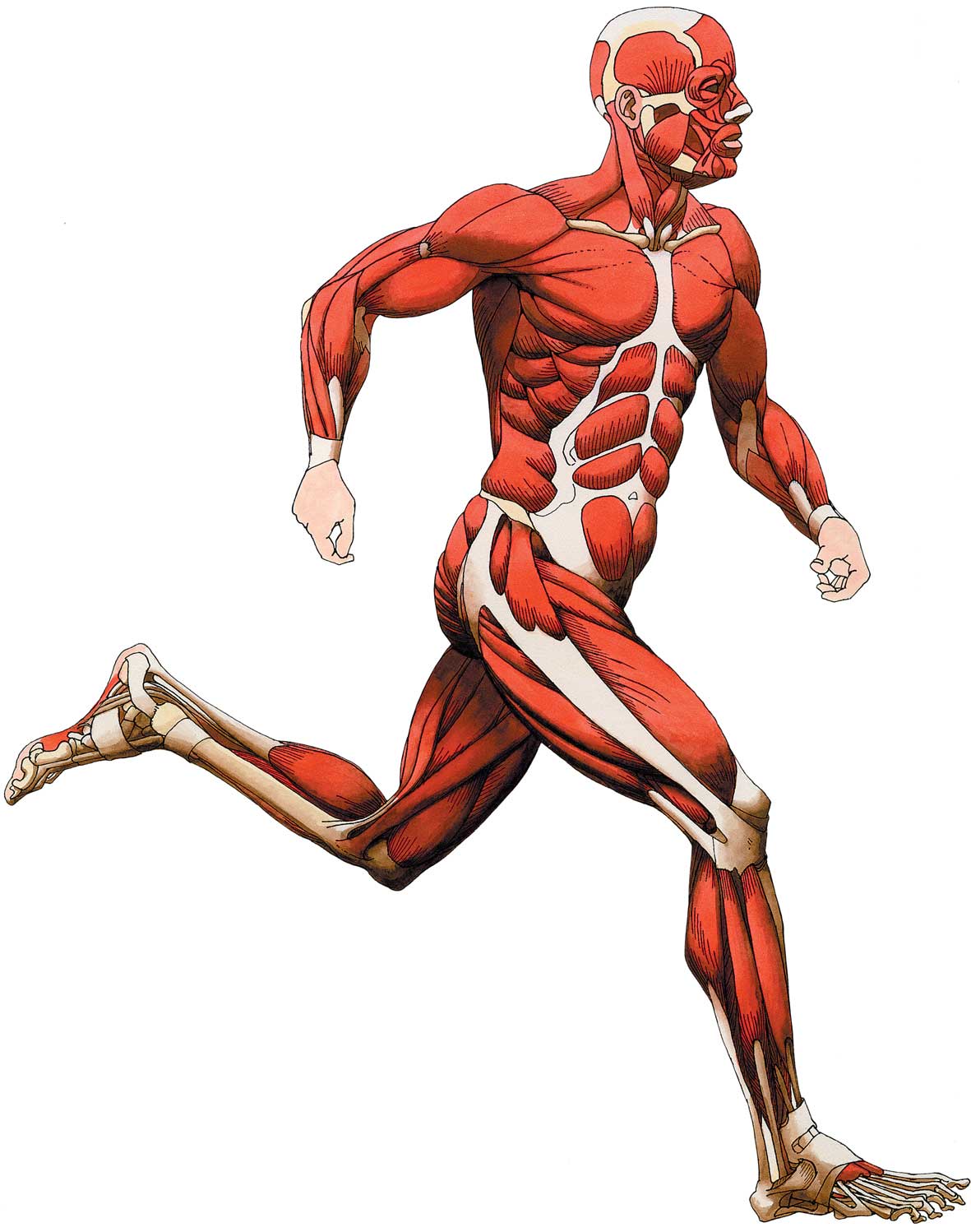 Clipart Muscles - Quoteko.