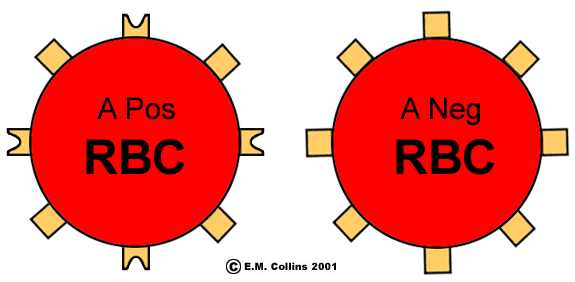 Animated Blood Types