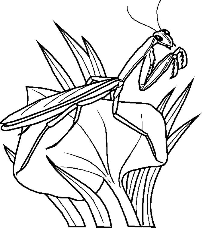 Free Printable Bug Coloring Pages For Kids
