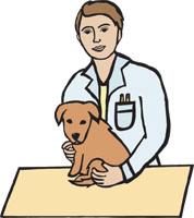 Vet doctor clipart