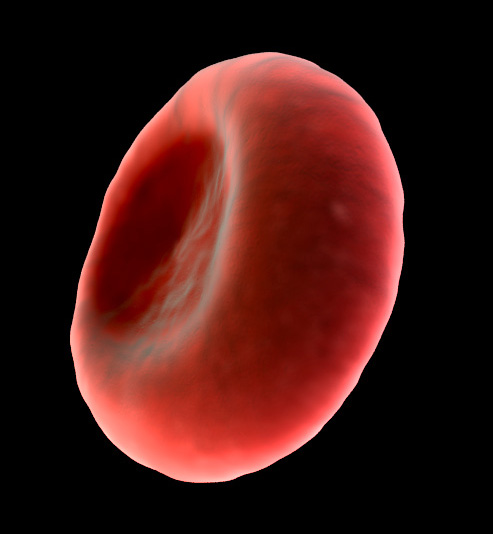 Mammalian Red Blood Cells | cell biology olm