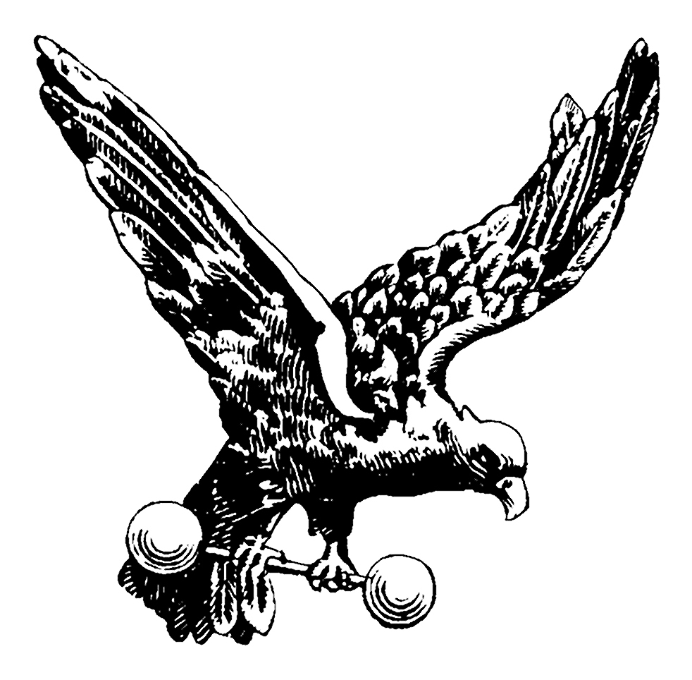 Meet My Falcon ? dougkochmanski.