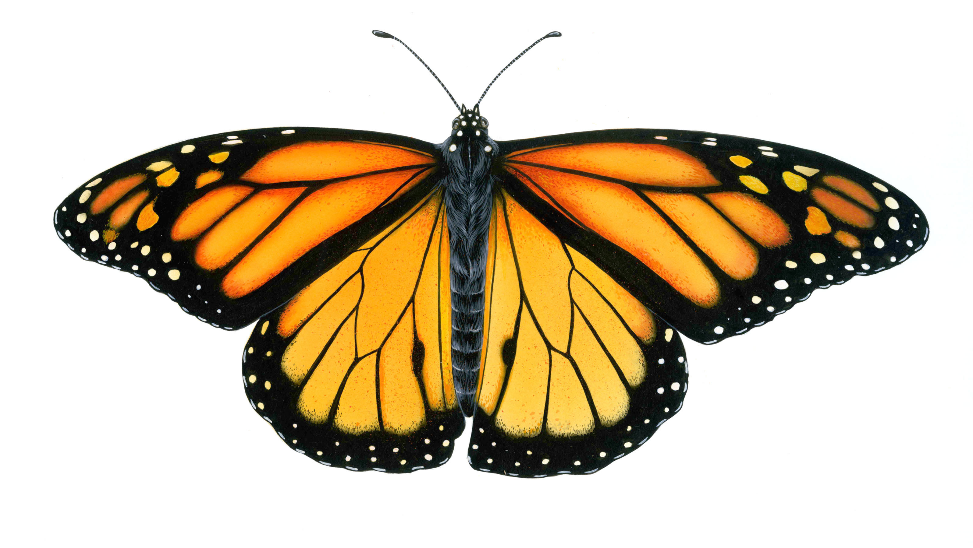 Monarch Butterfly