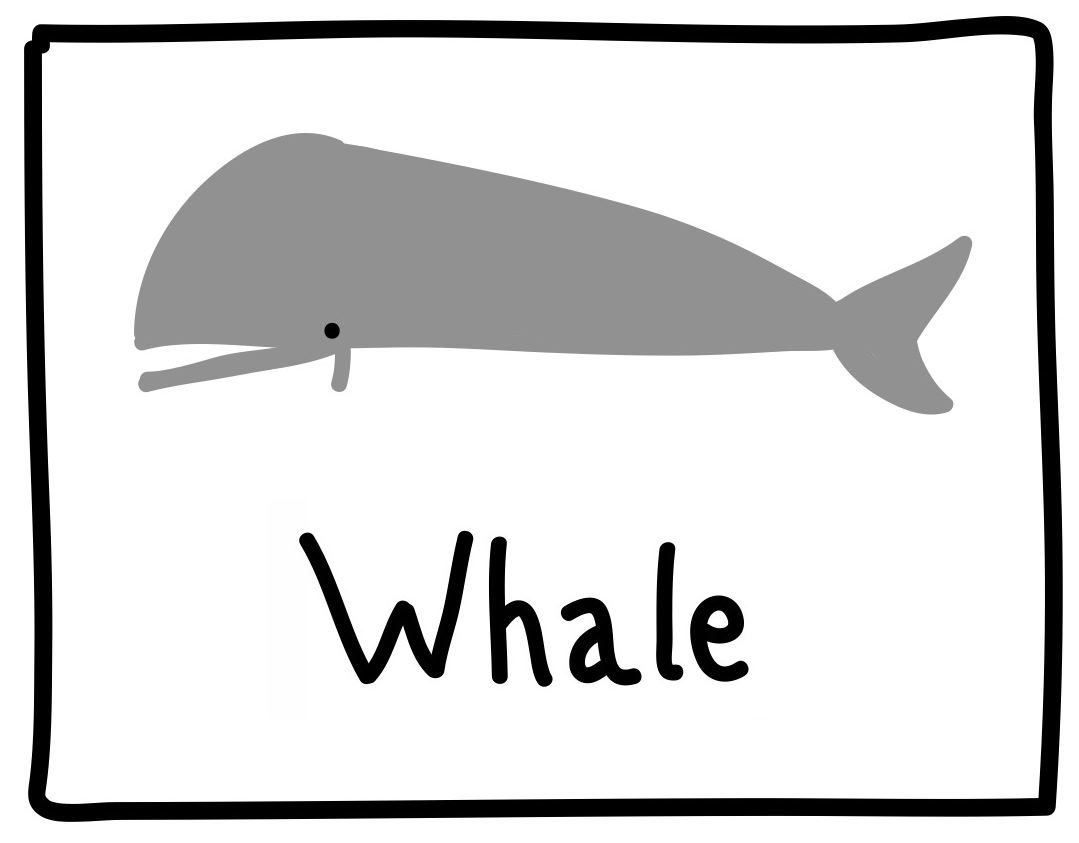 Whale | The Graphic Recorder