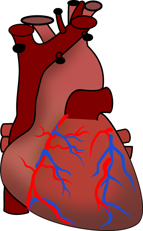 Free to Use & Public Domain Biology Clip Art - Page 3