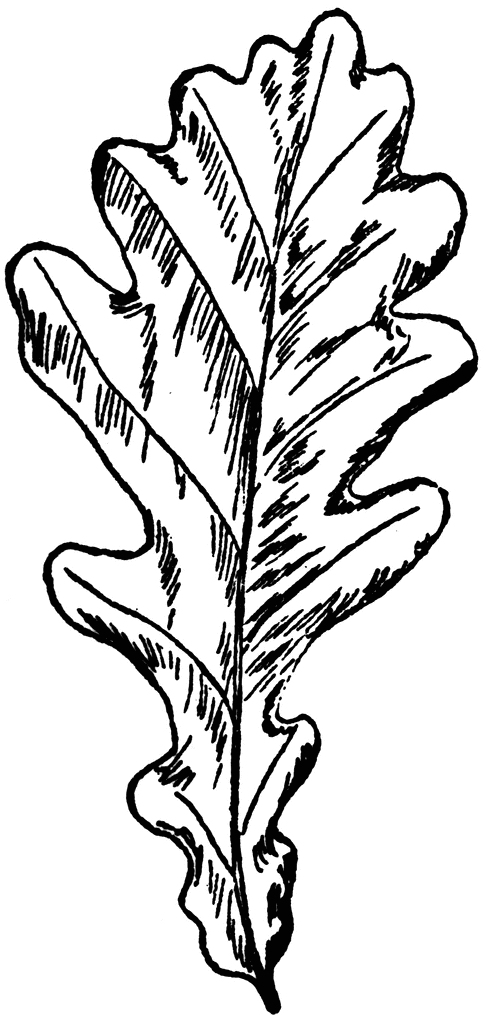 English Oak Leaf | ClipArt ETC