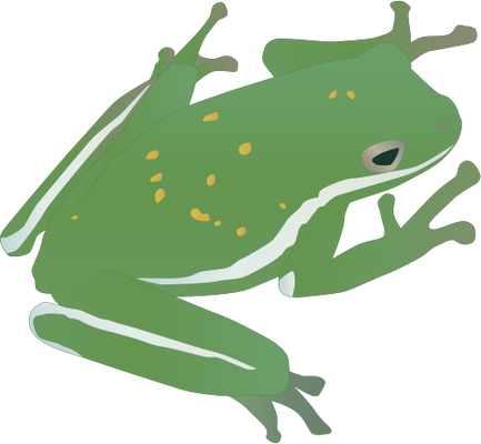Frog Illustrations Drawings
