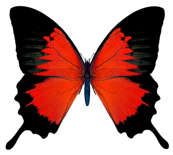 Red Butterfly | Butterflies ...