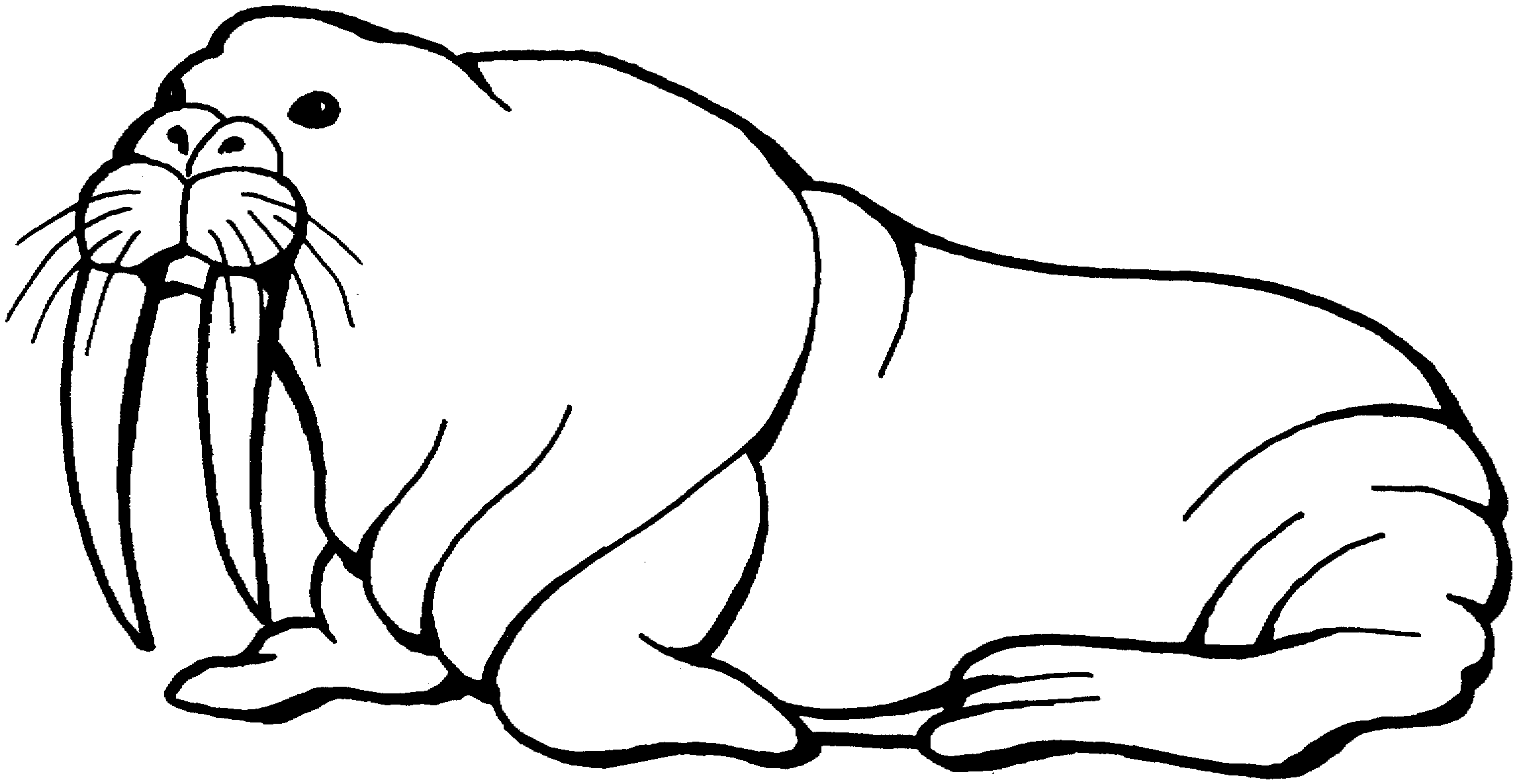 Walrus Clip Art - Free Clipart Images