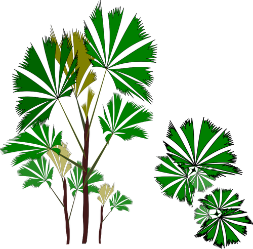Pohon cemara tropis | Domain publik vektor